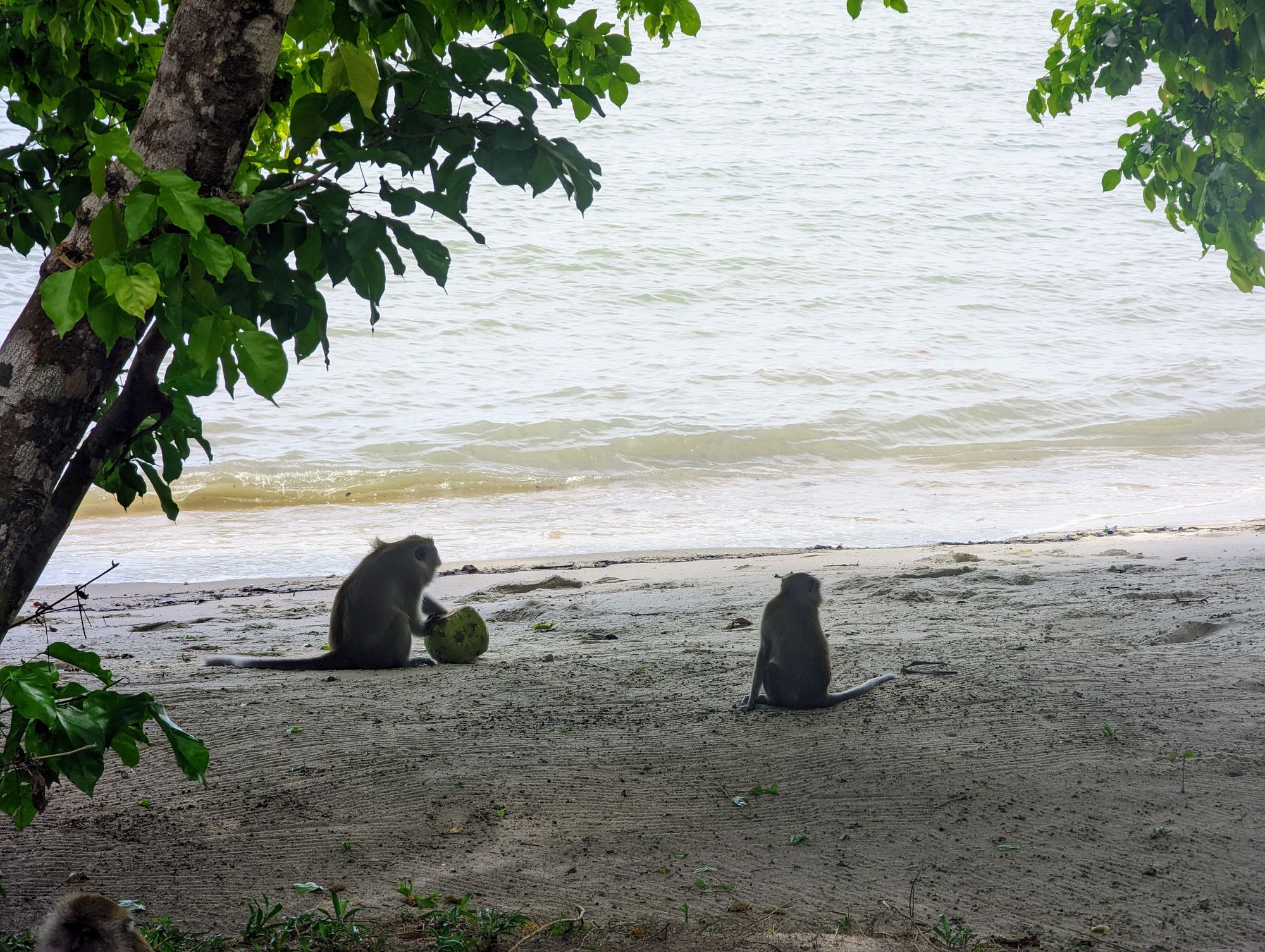 Two monkeys pick at a coconut on a beach.
